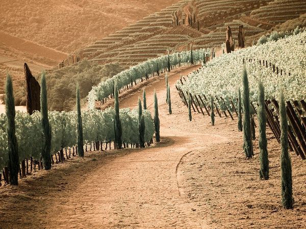 Eggers, Terry 아티스트의 Portugal-Douro Valley-Backcountry road through the vineyards작품입니다.